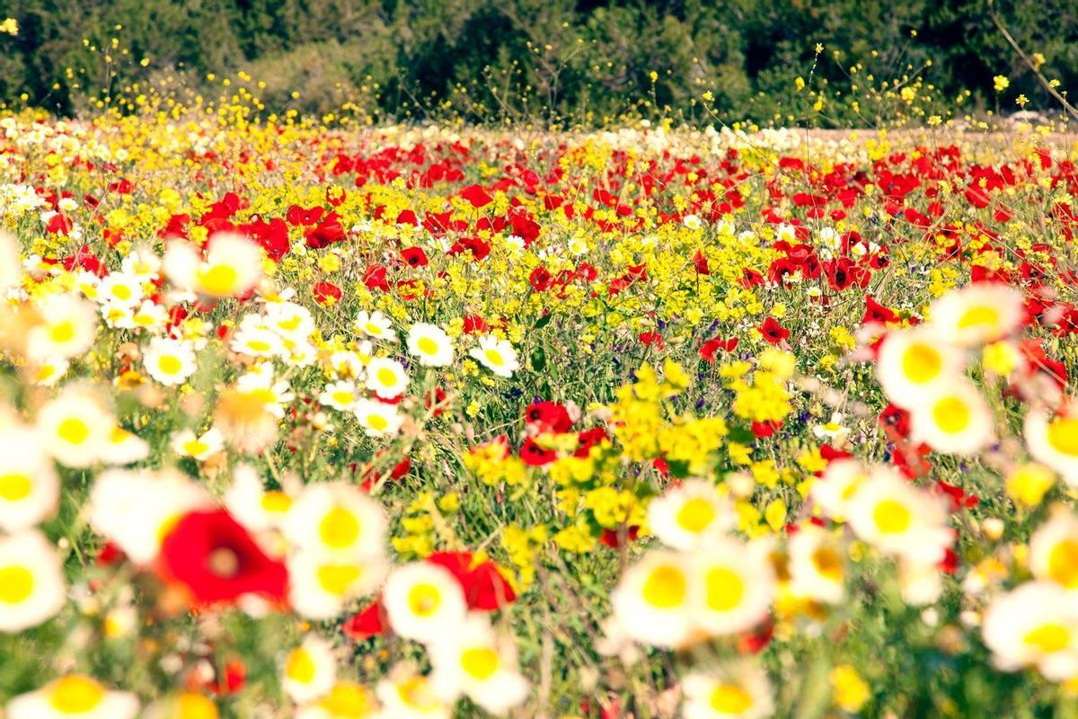 Campos de flores en la isla