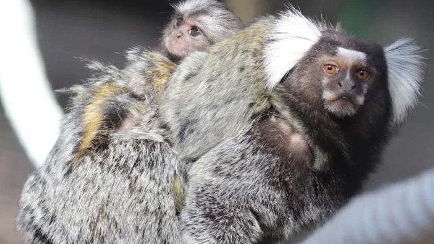 Sorpresivo robo en el Zoo de Guillena: se llevan a toda una familia de monos tití