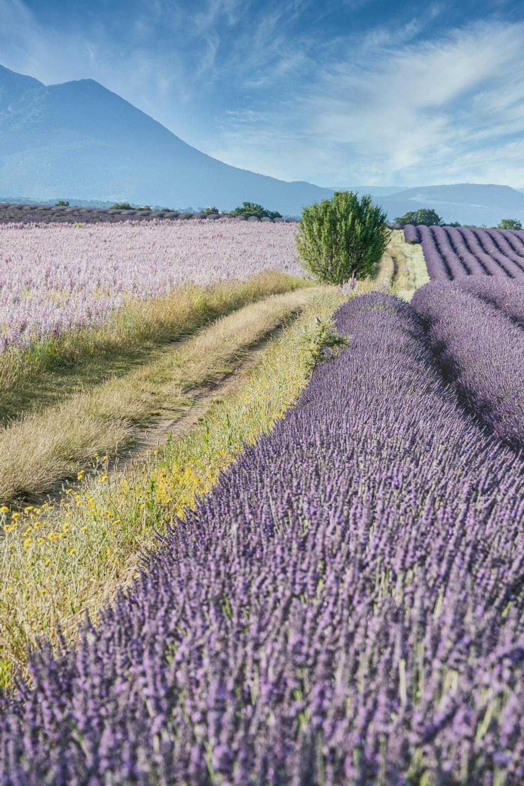 Valensole es una de las localidades de Provence con los campos de lavanda típicos de la zona.