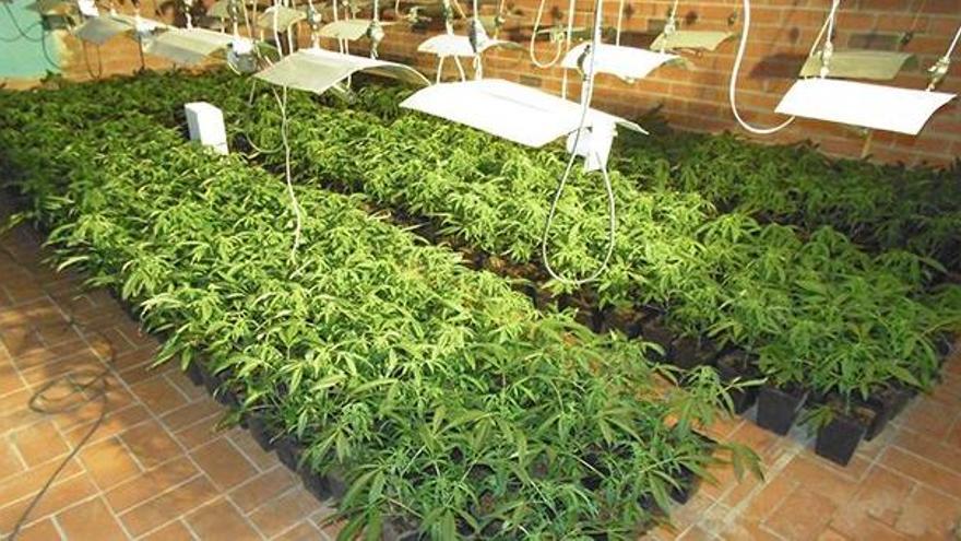 La plantació de marihuana de la casa de Vilafant