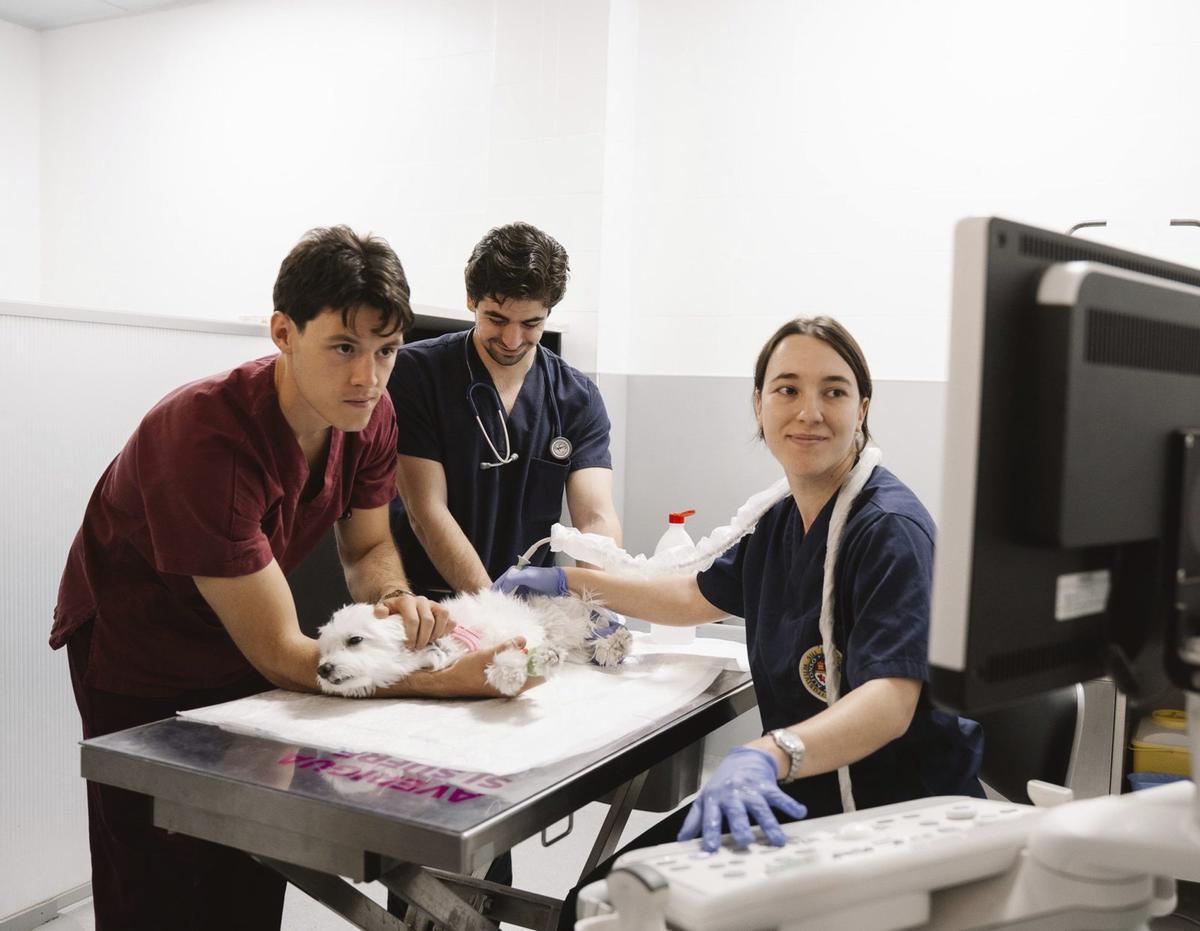 El centro de simulación veterinaria de la Universidad Alfonso X el Sabio