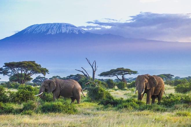 Amboseli, Kenia