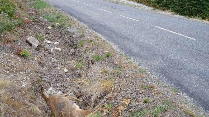 Un corzo atropellado en la carretera de Porto.