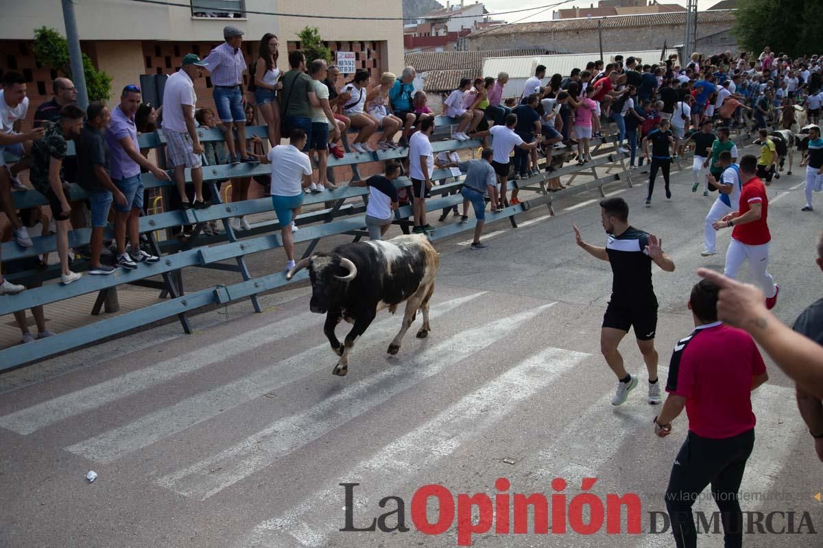 Primer encierro de la Feria del Arroz de Calasparra