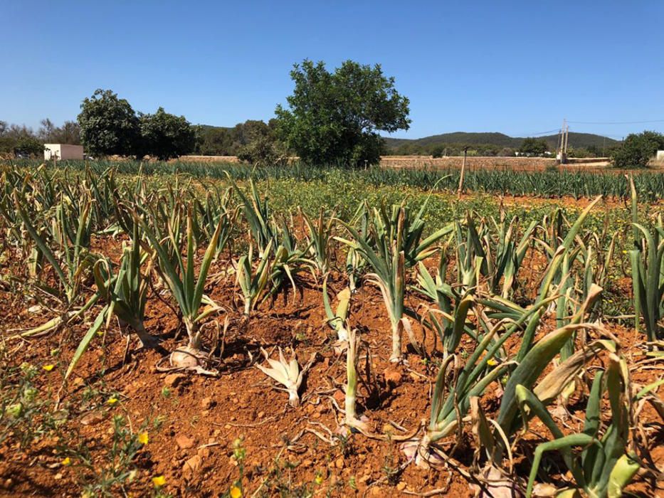 Campaña para impulsar el consumo de la cebolla roja de Ibiza