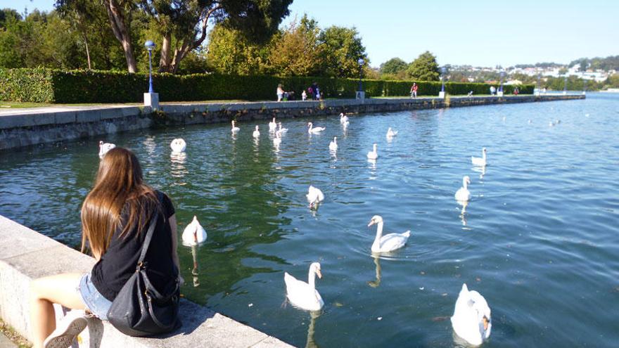 Un grupo de cisnes en el paseo marítimo de O Burgo.