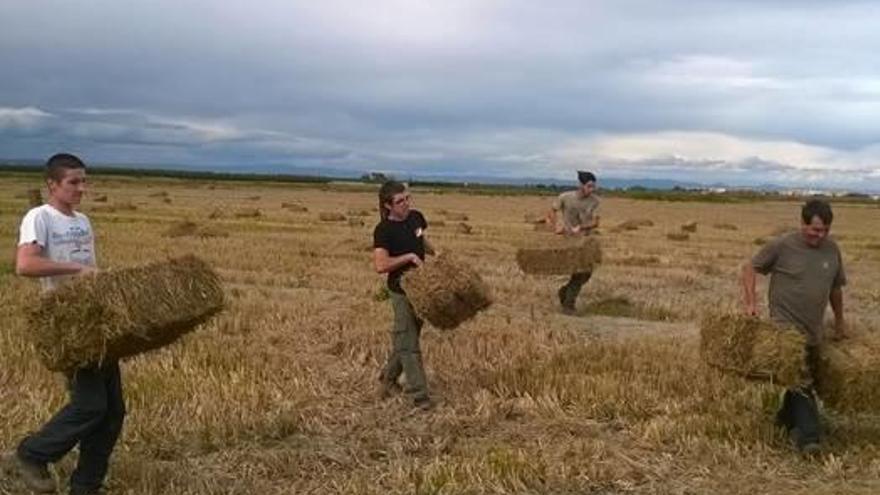 El banco de paja de arroz ya ha empacado diez mil balas