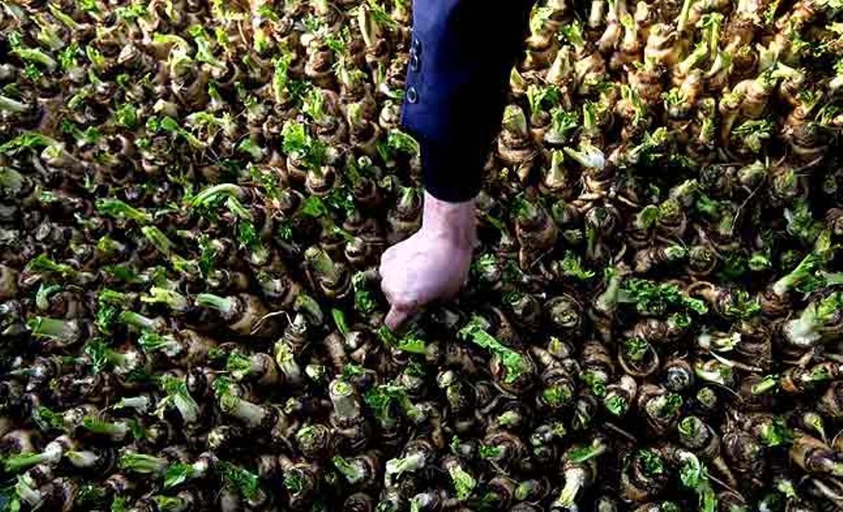 Un agricultor planta xicoires en un hivernacle en una granja a Shenjiaying (Xina).