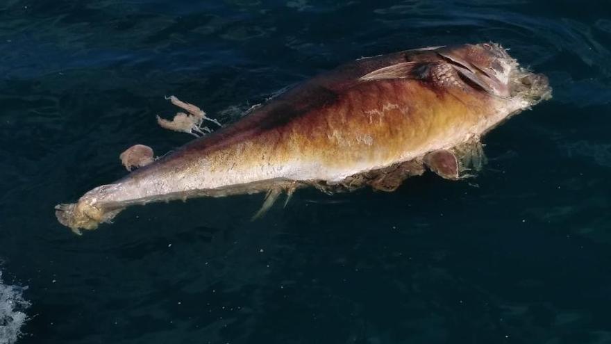 Aparecen más de 100 atunes en estado de descomposición en las costas de la Vega Baja