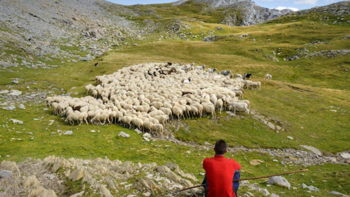 El trabajo de los pastores fija población en el territorio y tiene enormes beneficios en la biodiversidad de la zona.  | DIPUTACIÓN DE HUESCA