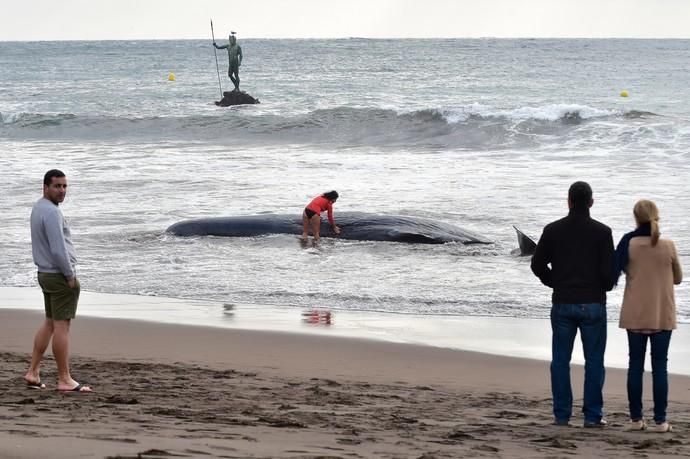 02-02-2019 TELDE. Cachalote muerto varado en la playa de Melenara. Fotógrafo: ANDRES CRUZ