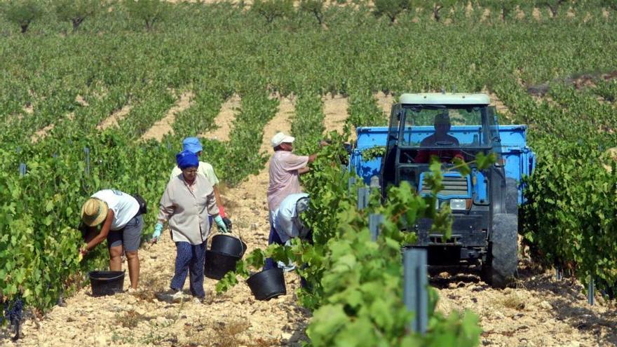 Los trabajadores de la campaña de la vendimia recogen la uva de los campos. L. O.