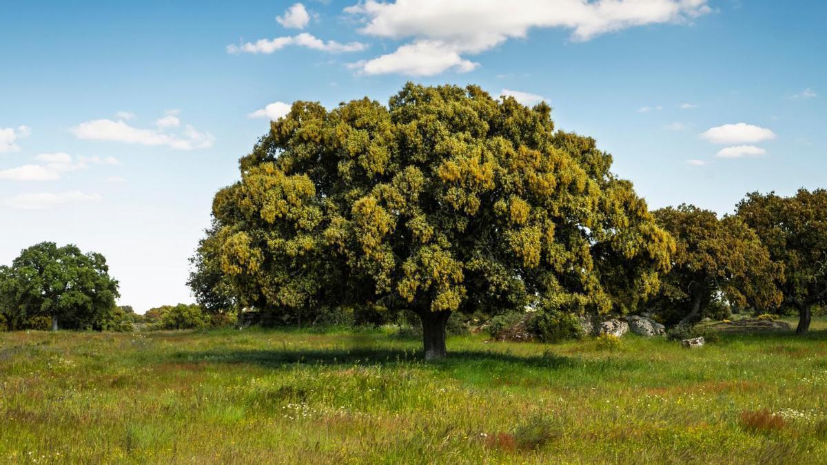 El árbol más bonito de España no es otro que... una encina.