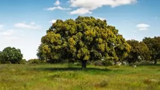 El árbol de 400 años nombrado el más bonito de España: bajo su sombra caben todos los 1.300 habitantes de su pueblo
