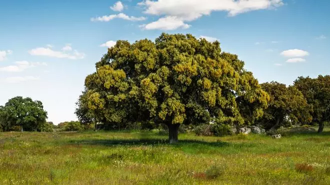 El árbol de 400 años nombrado el más bonito de España: bajo su sombra caben todos los 1.300 habitantes de su pueblo