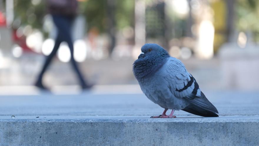 Campaña municipal en Elche contra la alimentación de palomas