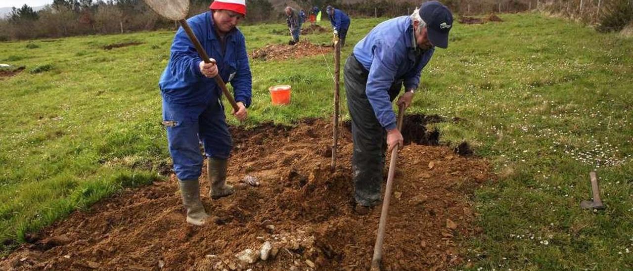 Cultivo piloto del proyecto europeo Cernes en una finca de A Estrada en 2013. // Bernabé/Luismy