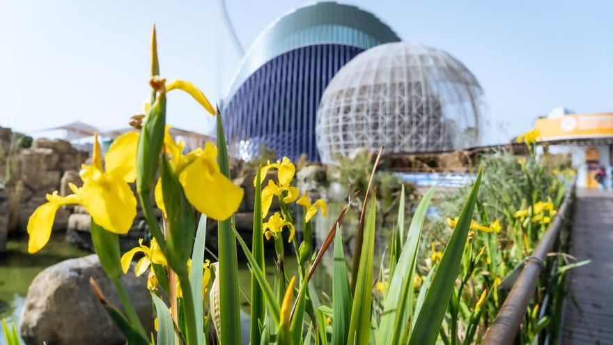 La primavera esclata en l&#039;Oceanogràfic