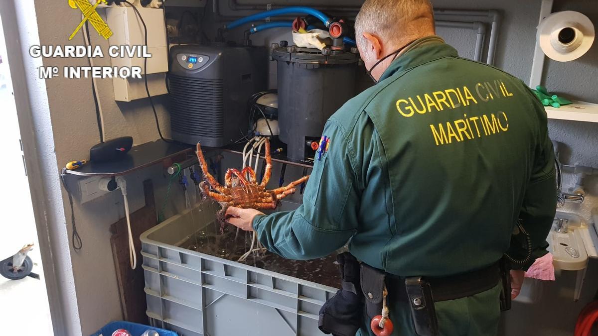 Un agente de la Guardia Civil custodia las centollas intervenidas en Caión.