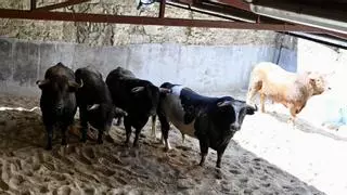 Los toros de Alcurrucén ya están en Pontevedra para abrir la feria taurina de La Peregrina 2026