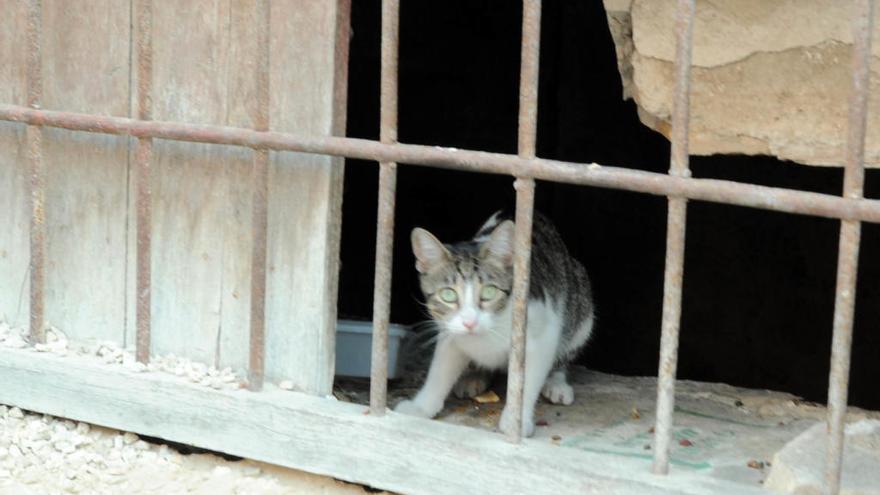 Sanidad reubica la colonia de gatos de la Plaza de Toros de Orihuela antes de las obras