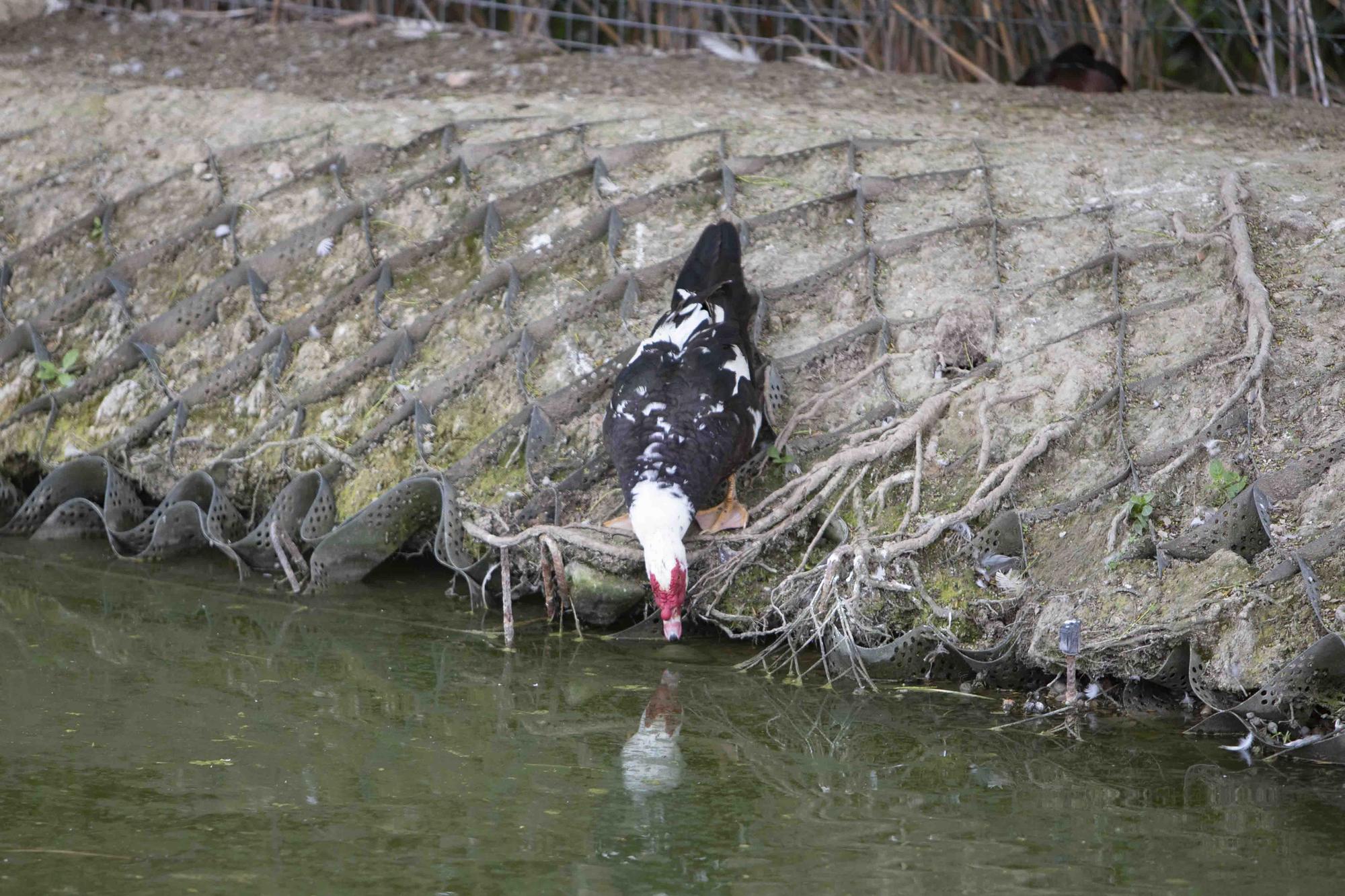 La insalubridad impera en la "charca artificial" de Canals