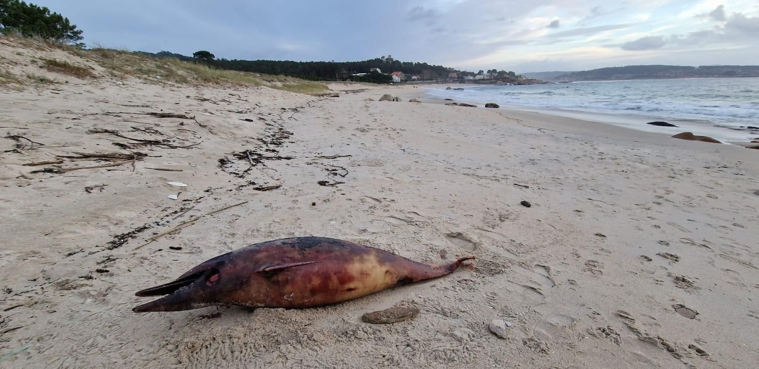 Arribada masiva de delfines muertos en las Rías Baixas