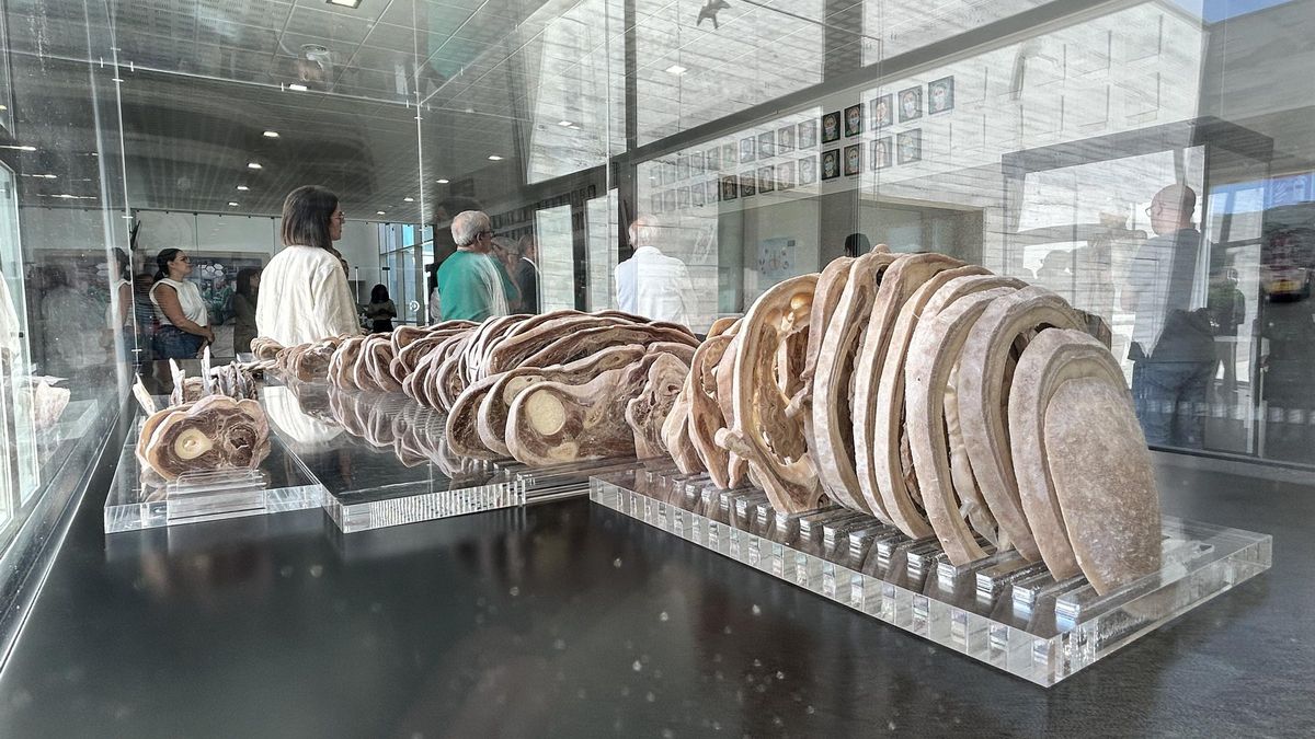 FOTOGALERÍA | La exposición internacional 'Human Bodies' llega a Extremadura