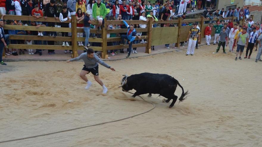 &quot;Canastillo&quot;, el torito del alba de las Fiestas del Enmaromado de Benavente.