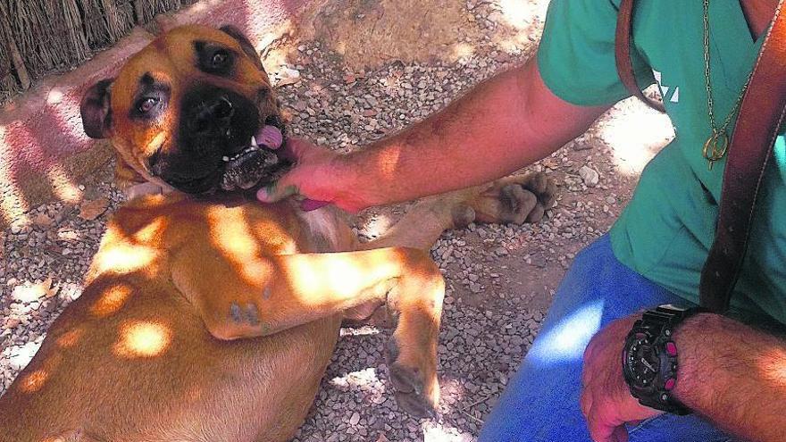 Mi perro odia el calor