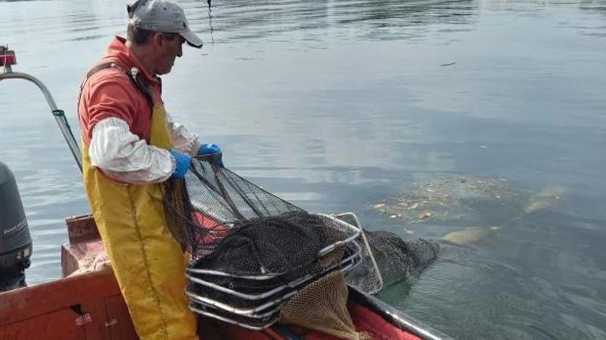 Pesca de anguila en el río Ulla.