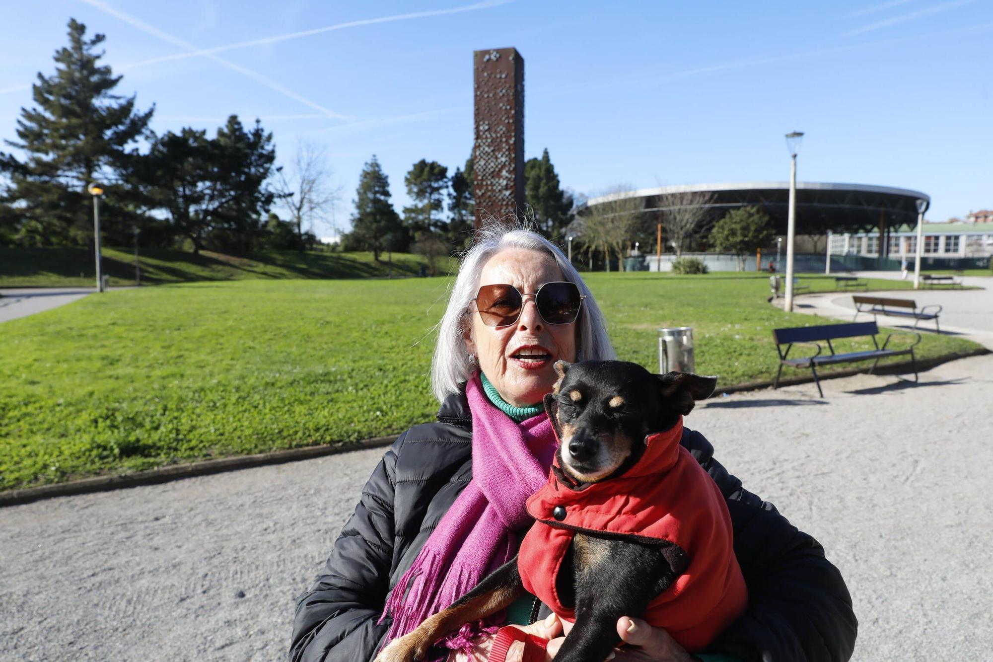 Alerta en Gijón por la oruga que "puede ser mortal para los perros" (en imágenes)