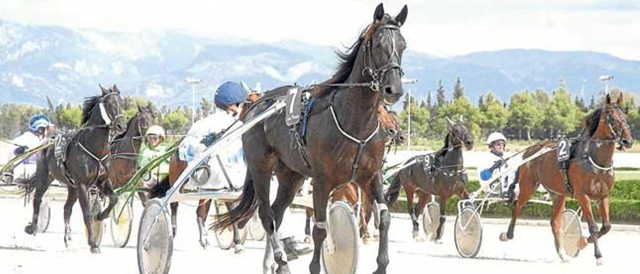 Participantes de una carrera disputada en el Hipòdrom Son Pardo poco antes de colocarse tras el autostart que lanza las salidas.