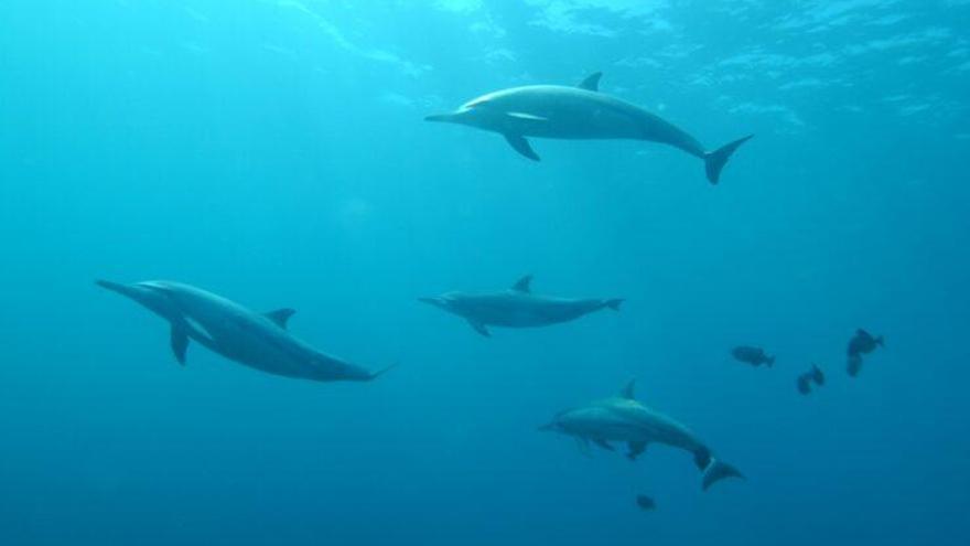 Els dofins s&#039;aprenen els &#039;noms&#039; dels seus amics per a formar grups de cooperació