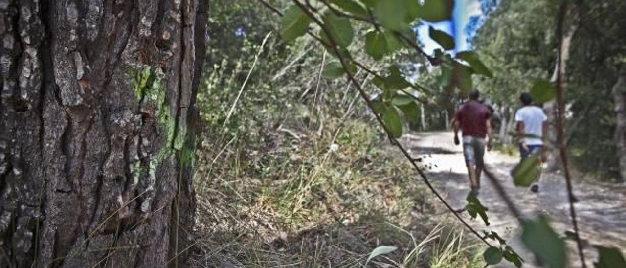 Los pinos, situados junto a la pista de acceso al Mas de Tetuán, tienen unas dimensiones más que destacables y ya han sido marcados para la tala.