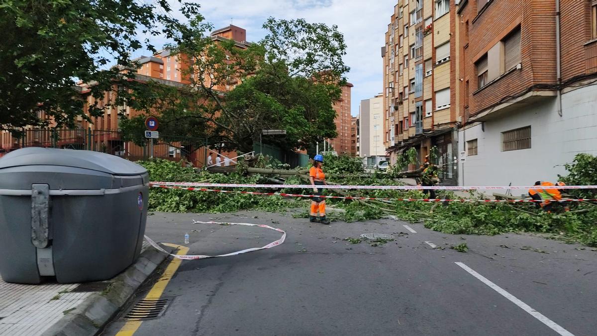Operarios de Emulsa trabajando en la retirada del árbol esta mañana.