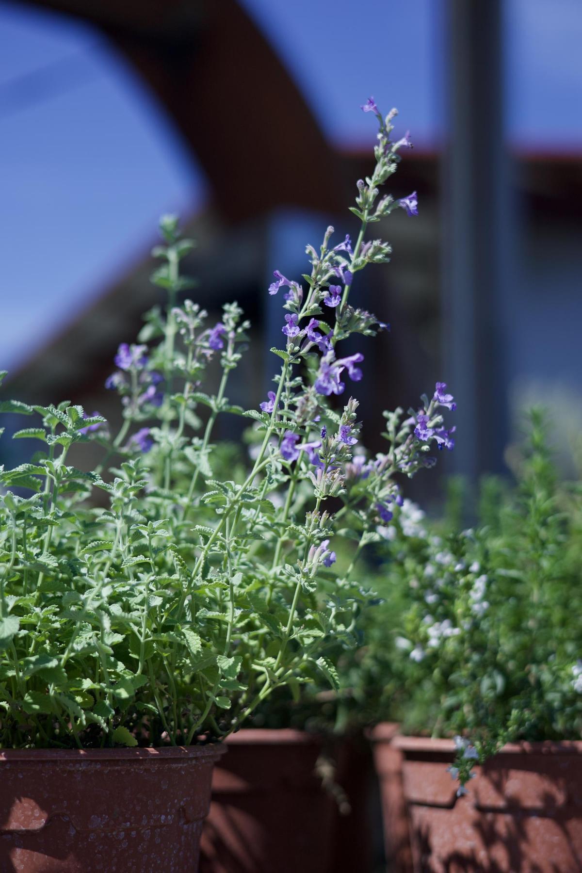 Plantes aromàtiques i culinàries.