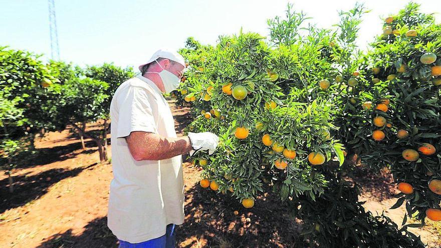 Hasta 13 plagas amenazan la producción del sector de la agricultura en Castellón