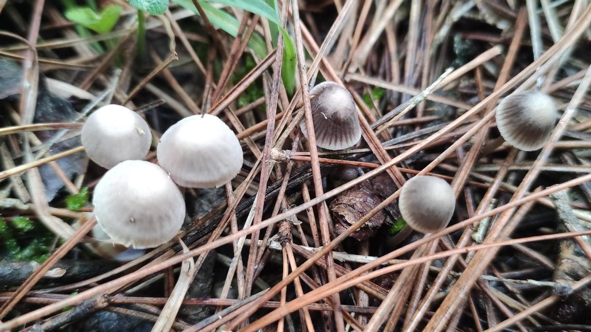 Bolets petits, Coprinopsis narcotica