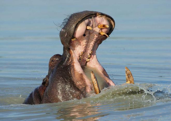 El hipopótamo es a menudo considerado el animal más feroz de África