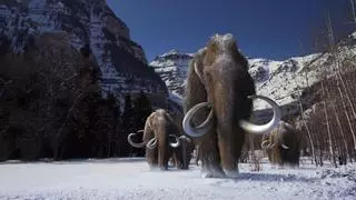 La humanidad podría 'resucitar' a los mamuts "en un futuro no muy lejano"