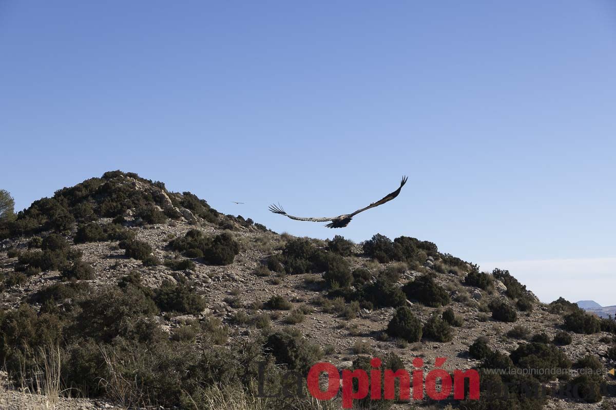 Suelta de dos buitres leonados en la Sierra de Mojantes en Caravaca