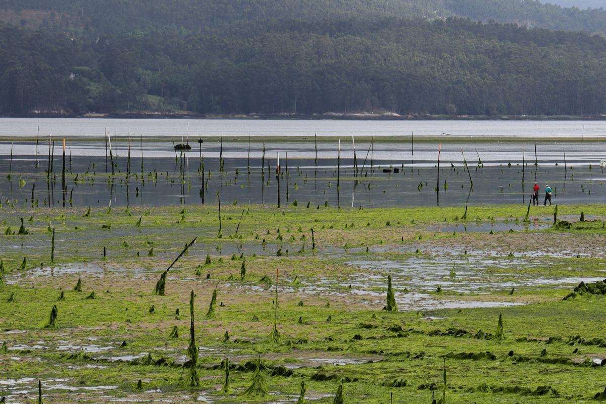 Los parques de cultivo de Carril, invadidos por un denso manto de algas.