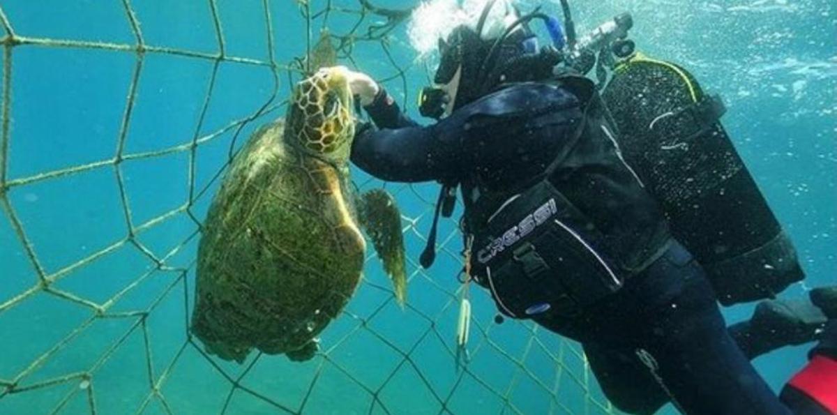 Tortuga marina atrapada en una red