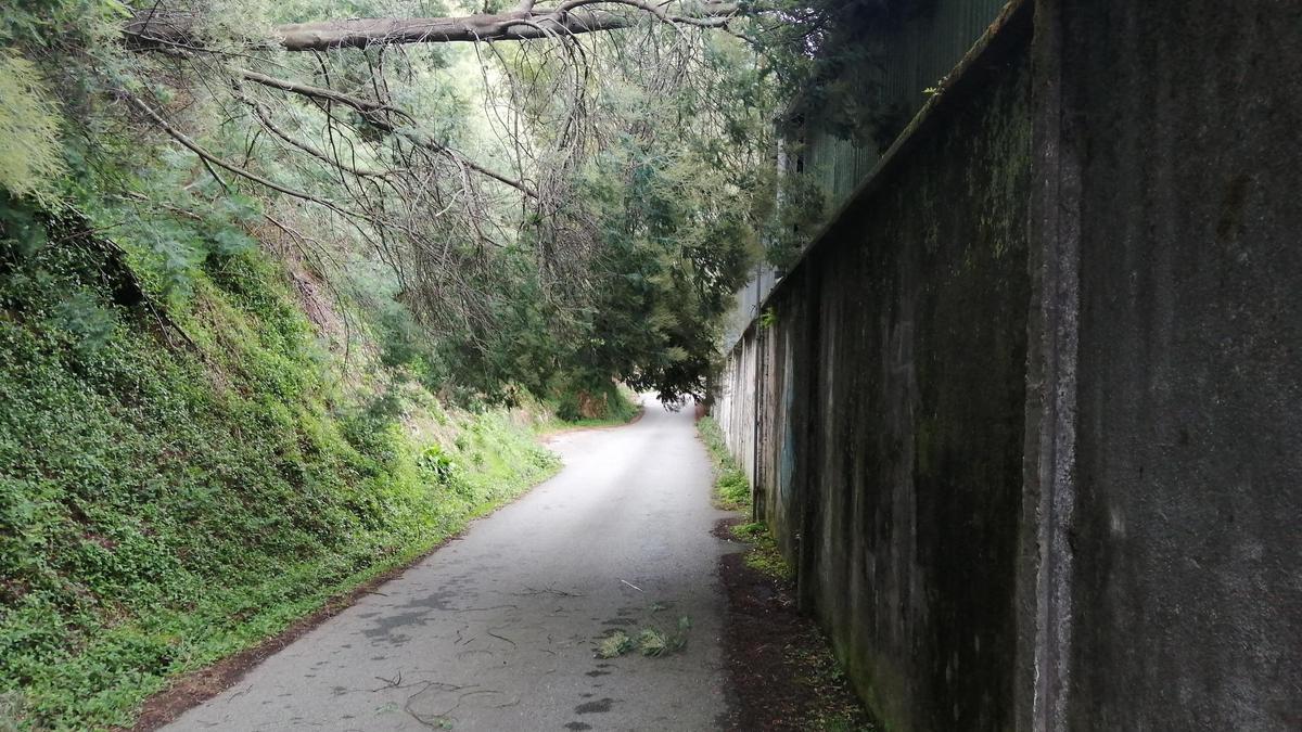 El árbol caído sobre el vial de Rodman.