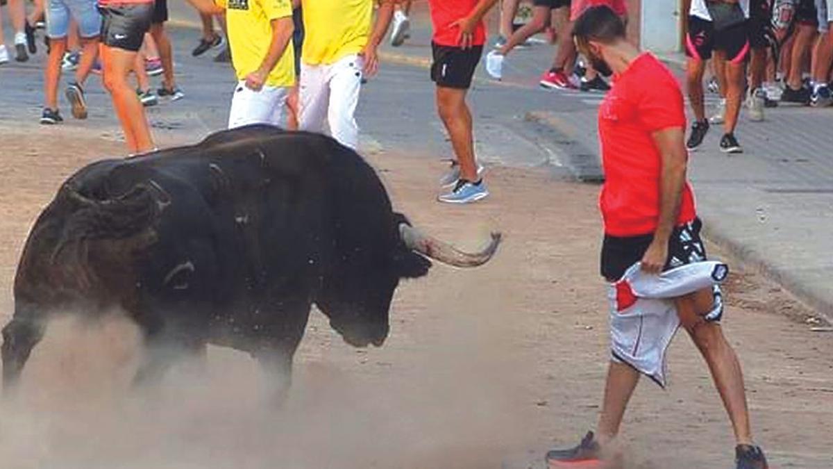 El toro de Julio de la Puerta que mató por la noche a una persona en Meliana, durante la tarde. / FRANCESC