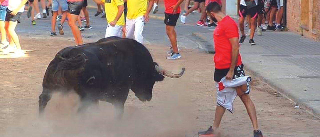 El toro de Julio de la Puerta que mató por la noche a una persona en Meliana, durante la tarde. / FRANCESC