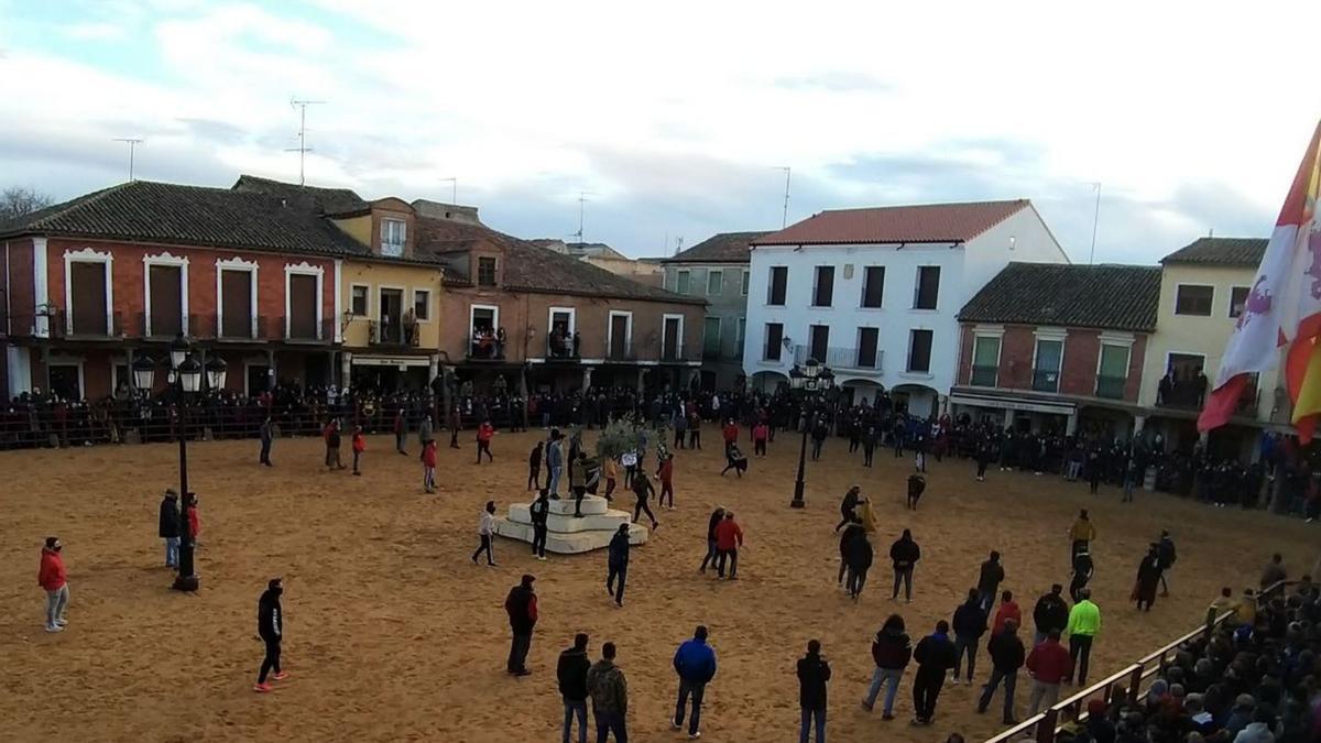 “Caballero” pasea su señorío por la Plaza Mayor de Villalpando