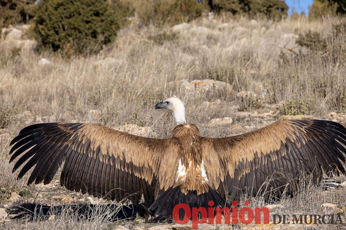 Suelta de dos buitres leonados en la Sierra de Mojantes en Caravaca