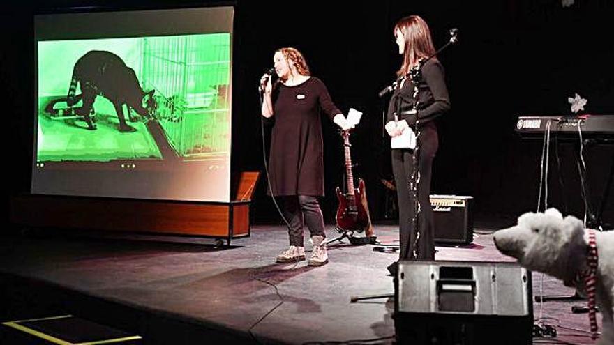 Cancoruña celebra un festival en beneficio de los gatos callejeros